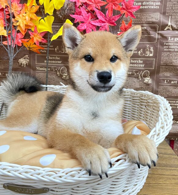 しばしばい〜ぬッ❕🐕柴犬(赤)💙男の子💙2025年6月23生まれ