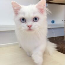 真っ白なドレス👗ミヌエット(ホワイト)🤍女の子💕‪2025年6月21日生まれ