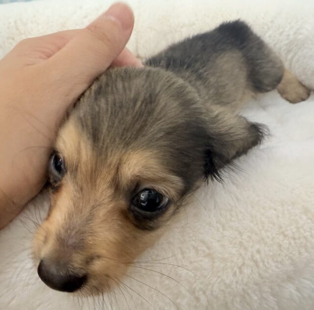 ミニチュアダックス