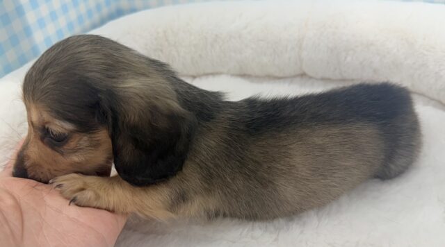 ミニチュアダックス