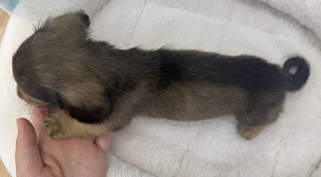 ミニチュアダックス