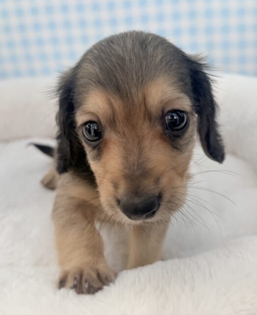 ミニチュアダックス