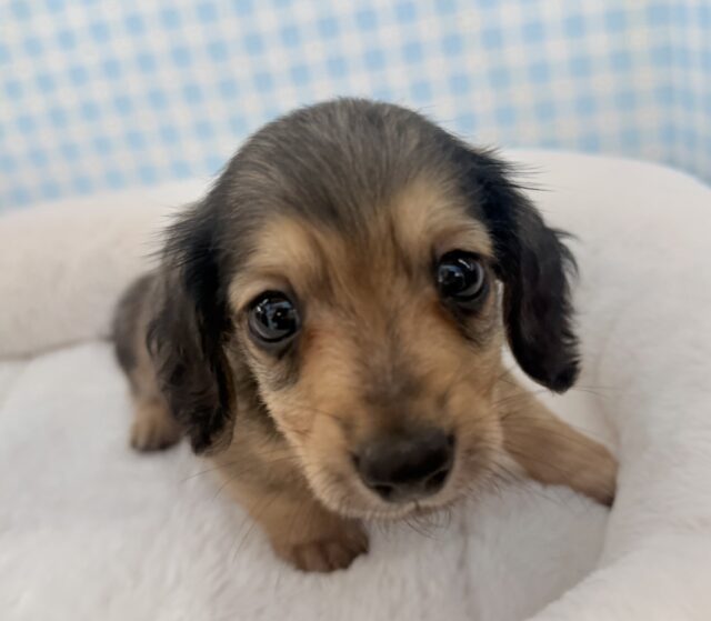 ミニチュアダックス