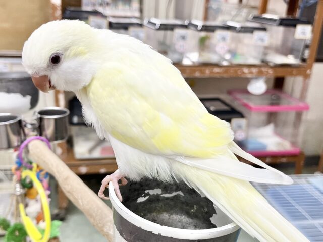 オキナインコ