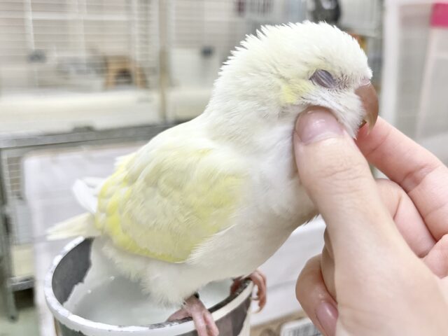 オキナインコ