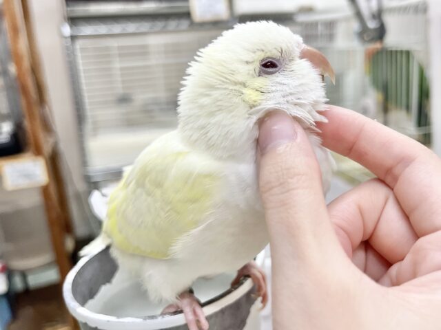 オキナインコ
