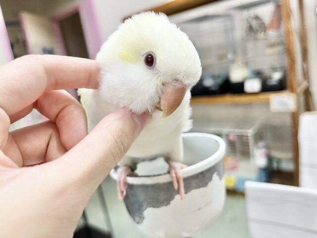 オキナインコ