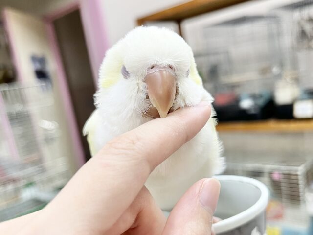 オキナインコ