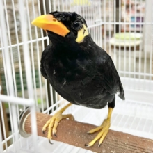 キュ〜ちゃんでお馴染み🌟九官鳥