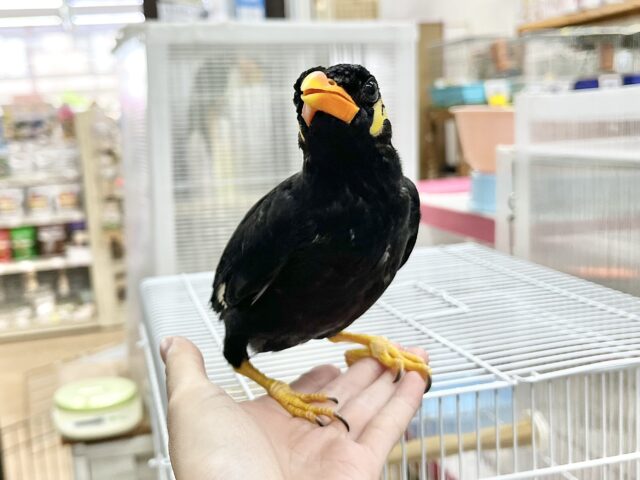 九官鳥（キュウカンチョウ）