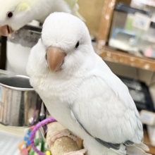 【🆙最新画像アリ】フワフワやさしい雲みたい☁️🫧癒されカラーのオキナインコ（ブルーパリドオパーリン）