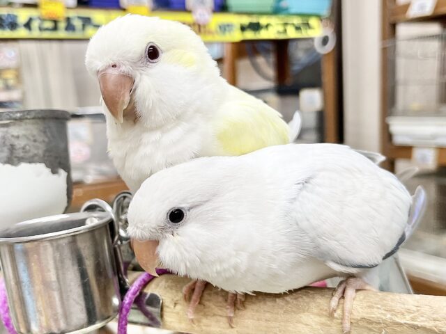 オキナインコ