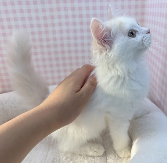 スコティッシュフォールド