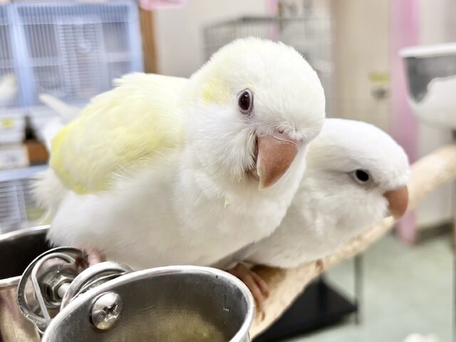 オキナインコ