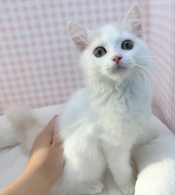 スコティッシュフォールド