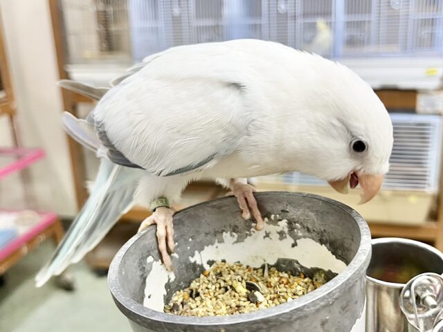 オキナインコ