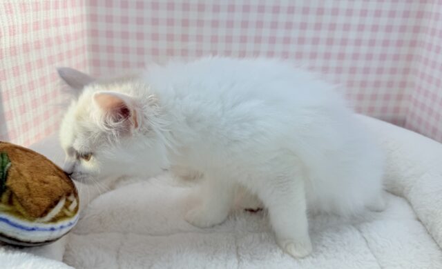 スコティッシュフォールド