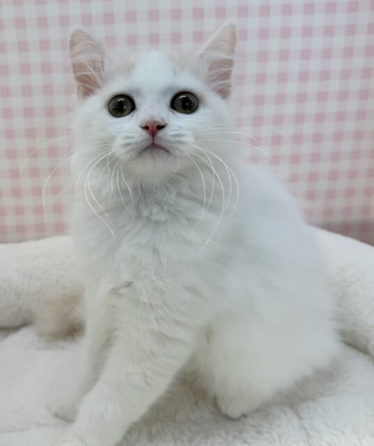 スコティッシュフォールド