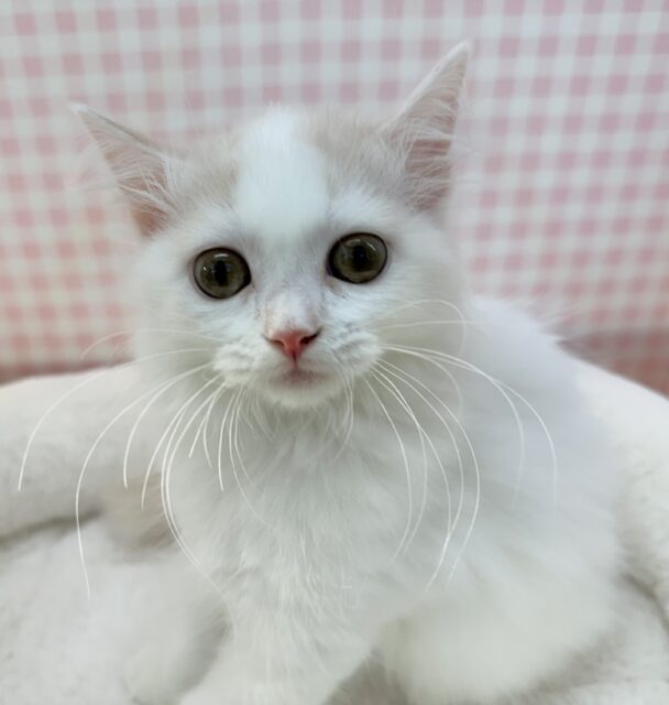 スコティッシュフォールド