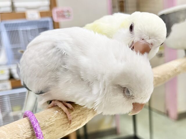 オキナインコ