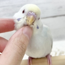 【🆙最新画像アリ】🌈✨激レア✨🌈美しすぎる〜‼️ セキセイインコ（ファロー）