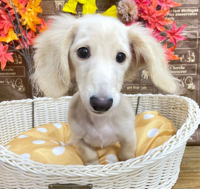 ミニチュアダックス