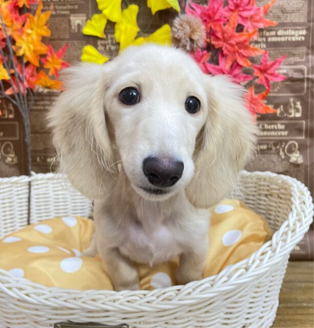 困り顔がたまらん💕‪ミニチュアダックス(イエロー)💛女の子💖2025年6月28日生まれ