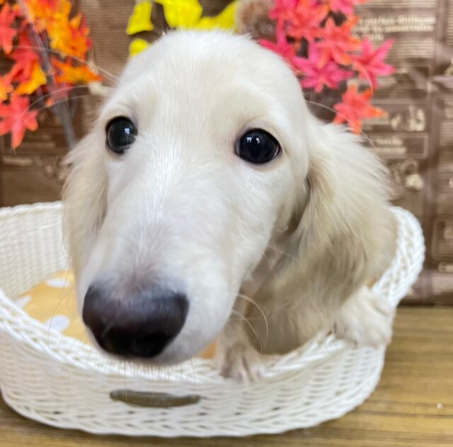 ミニチュアダックス