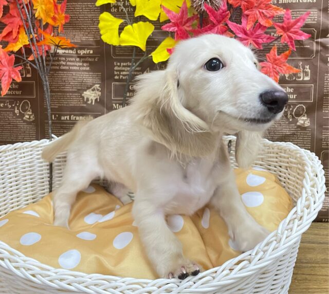 ミニチュアダックス