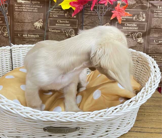 ミニチュアダックス