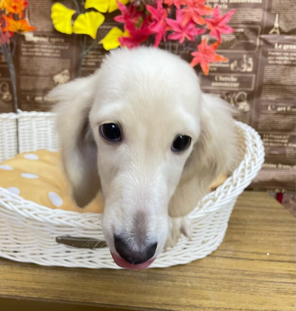 ミニチュアダックス