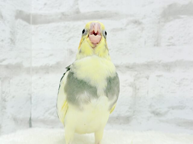 オカメインコ