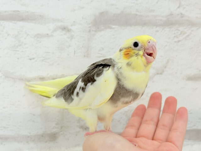 オカメインコ