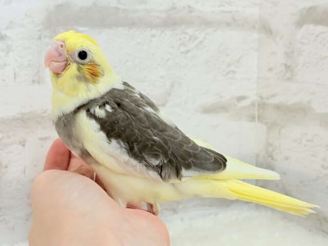 オカメインコ