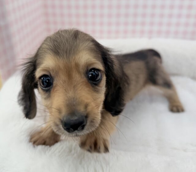 ミニチュアダックス