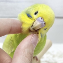 【🆙最新画像アリ】鮮やかライトグリーン🌱💛セキセイインコ（ウイング系）