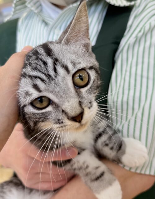 最新📷懐っこすぎてメロメロになっちゃう!マンチカン マンチカン