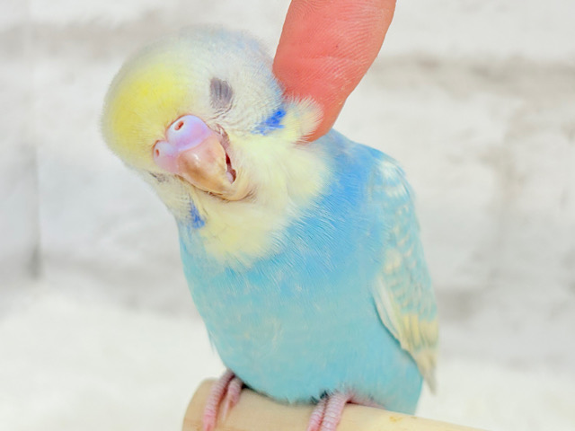 【最新画像更新🪄もうすぐひとり餌‪☆】おめめきらきら🫧セキセイインコ(パステルレインボースパングル) ヒナ