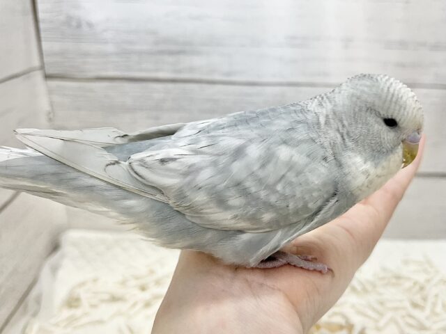 ジャンボセキセイインコ