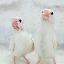 【最新画像更新🪄】まるで双子ちゃん🐣💖🐣白文鳥 ヒナ