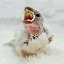【最新画像更新🪄】成長するともちもちさん♬*°シルバー文鳥 ヒナ