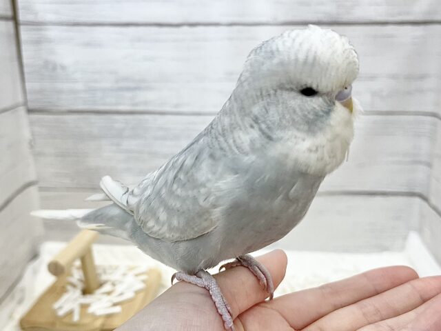 ジャンボセキセイインコ