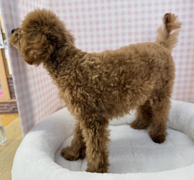 トイプードル