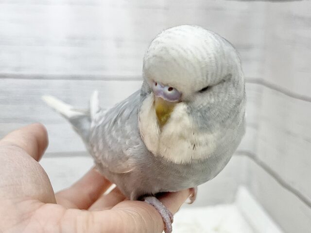 ジャンボセキセイインコ