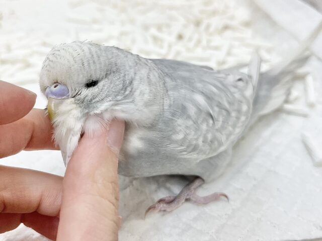ジャンボセキセイインコ