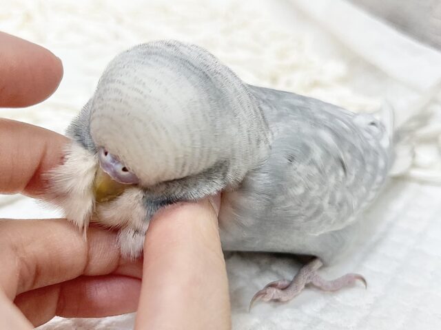 ジャンボセキセイインコ