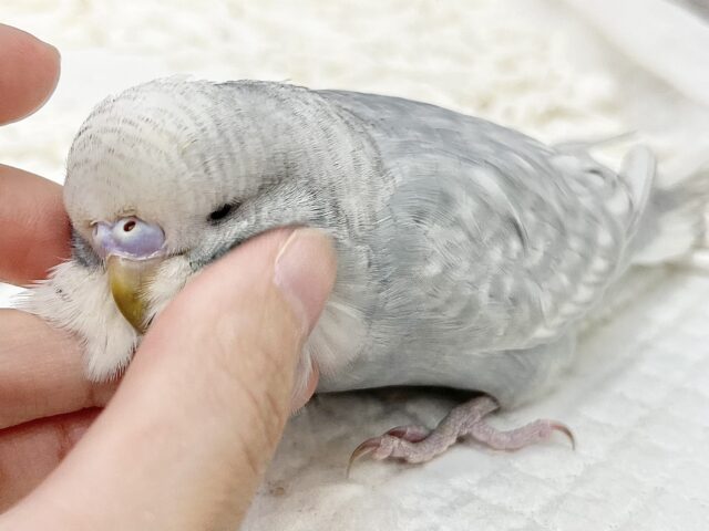 ジャンボセキセイインコ