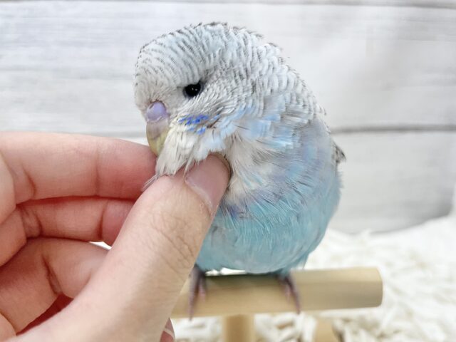ジャンボセキセイインコ