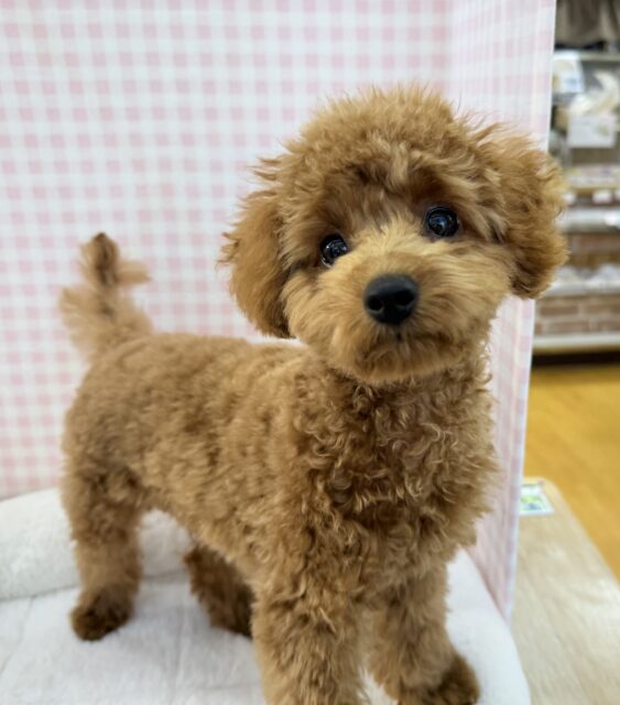 トイプードル