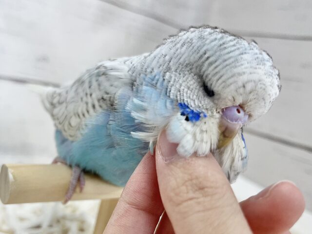 ジャンボセキセイインコ